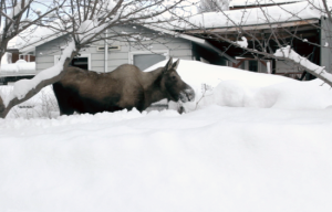 Snow-moose
